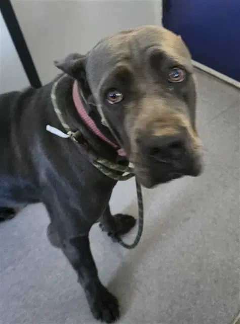 Glinda - Cane Corso Mastiff