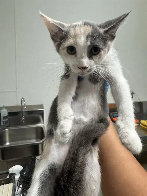 Ace - Domestic Short Hair