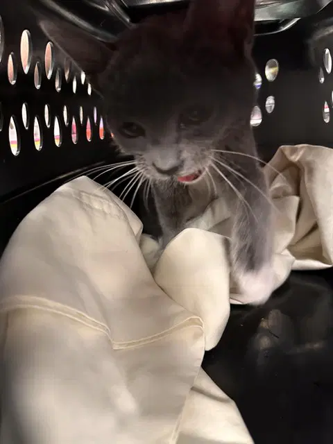 Vivi - Domestic Short Hair