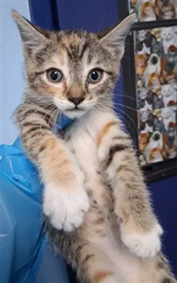 Willow - Domestic Short Hair
