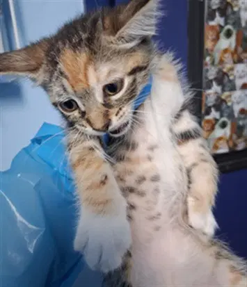 River - Domestic Short Hair