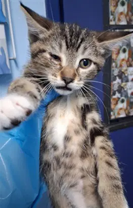 Sirius - Domestic Short Hair