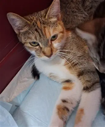 Azure - Domestic Short Hair