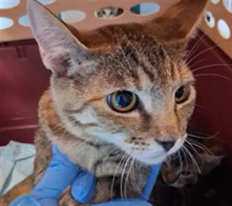 Bliss - Domestic Short Hair