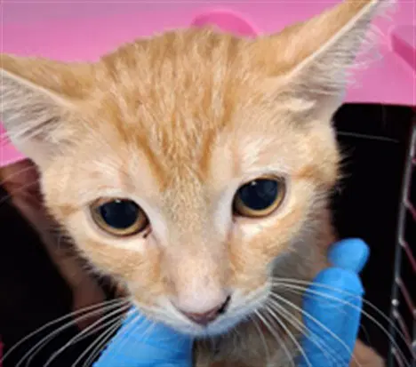 Nebula - Domestic Short Hair