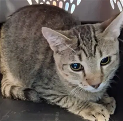 Starburst - Domestic Short Hair