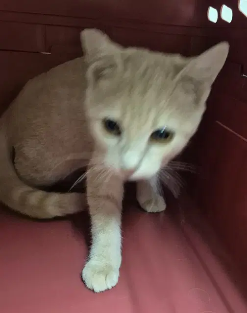 Butch - Domestic Short Hair