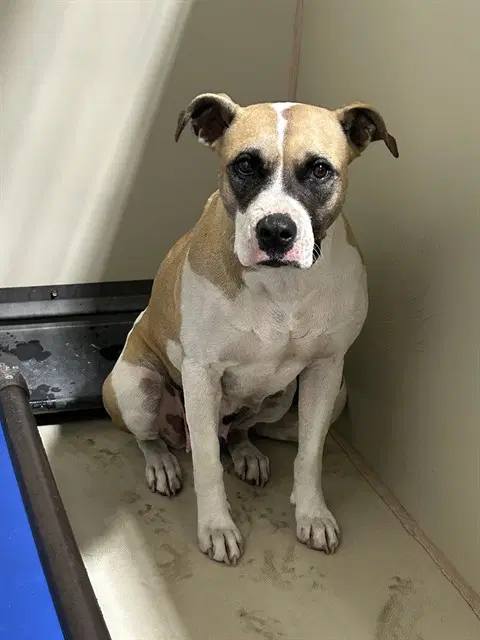 Patches - Pit Bull Terrier