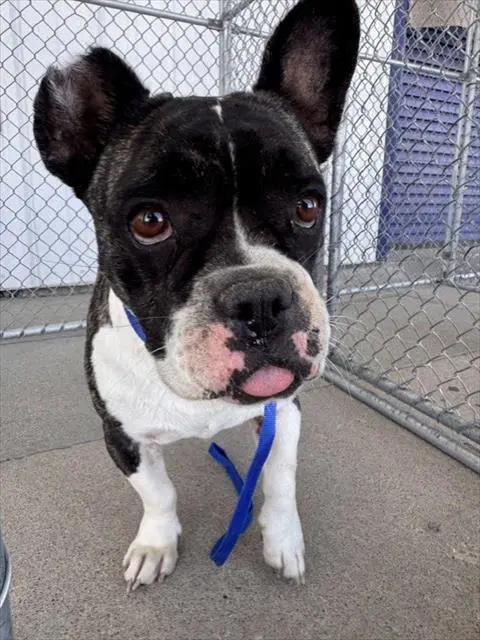Bosa - Bulldog