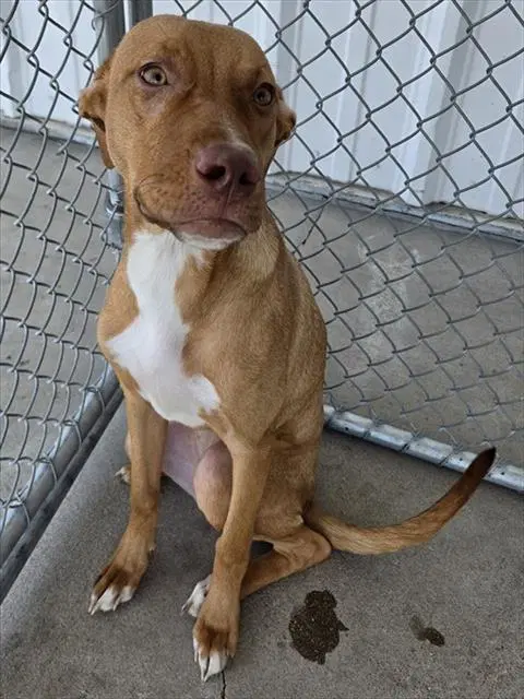 Hazy - Pit Bull Terrier