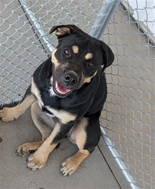 Clover - Rottweiler