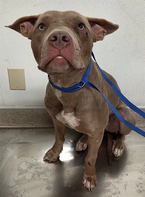 Lemondrop - Pit Bull Terrier