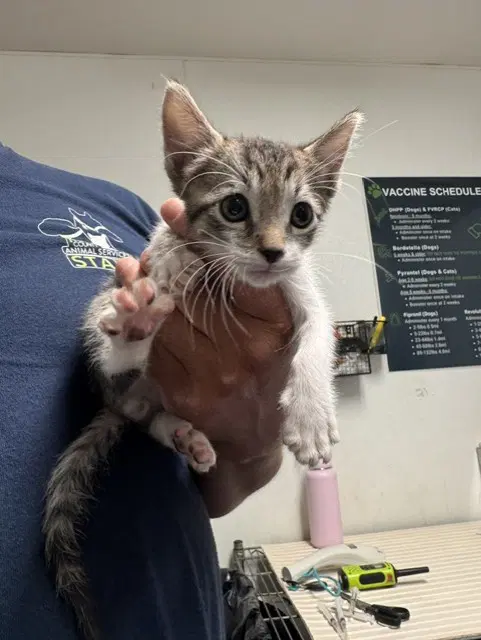 System Of A Down - Domestic Short Hair
