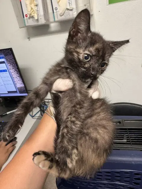 Lincoln Park - Domestic Short Hair