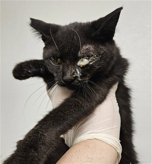 *SCRUMP, a cat for adoption from Kern Co Animal Control Dept - Bakersfield