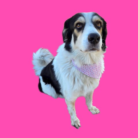 *QUEEN, a dog for adoption from Kern Co Animal Control Dept - Bakersfield