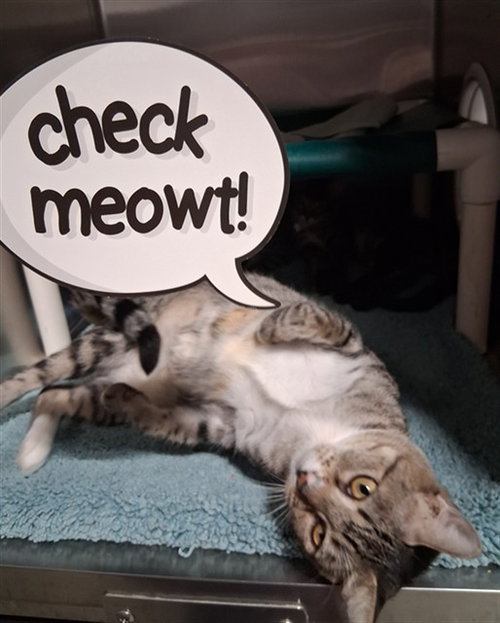 *TIKA, a cat for adoption from Kern Co Animal Control Dept - Bakersfield