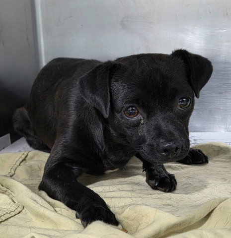 *BRYAN, a dog for adoption from Kern Co Animal Control Dept - Bakersfield