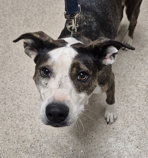 SADIE, a dog for adoption from Kern Co Animal Control Dept - Bakersfield