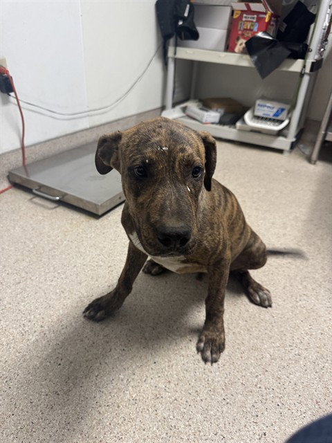 *DENNIS, a dog for adoption from Kern Co Animal Control Dept - Bakersfield