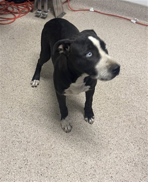 *DANA, a dog for adoption from Kern Co Animal Control Dept - Bakersfield