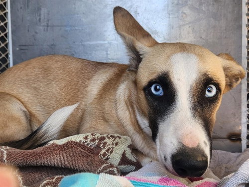 *LILAH, a dog for adoption from Kern Co Animal Control Dept - Bakersfield
