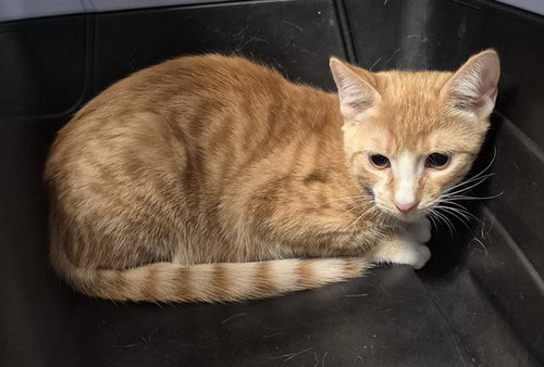 *DUTCH BRO, a cat for adoption from Kern Co Animal Control Dept - Bakersfield