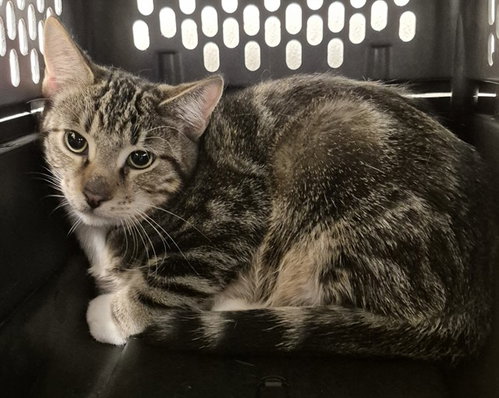 *BEANS, a cat for adoption from Kern Co Animal Control Dept - Bakersfield