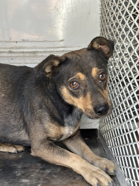 *TOMATO, a dog for adoption from Kern Co Animal Control Dept - Bakersfield