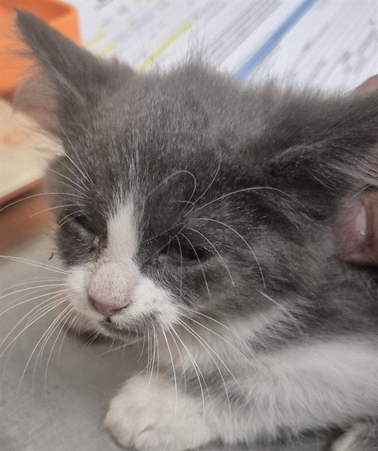 A1258770, Domestic Short Hair
