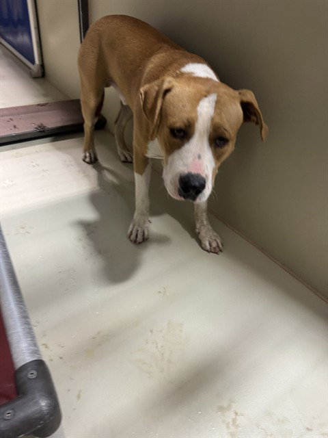 *Aaron Rodgers, Pit Bull Terrier