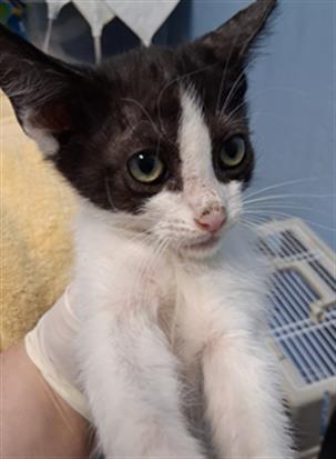 Tobby, Domestic Short Hair
