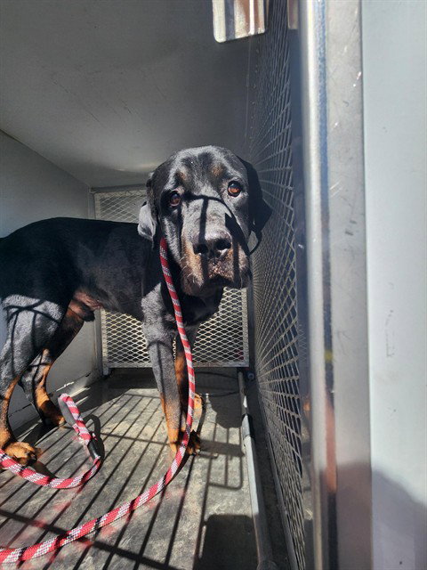 *Basil, Rottweiler