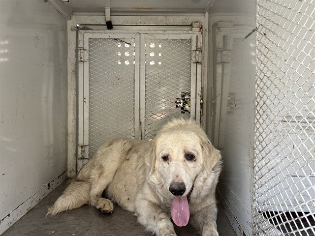 A1259189, Great Pyrenees