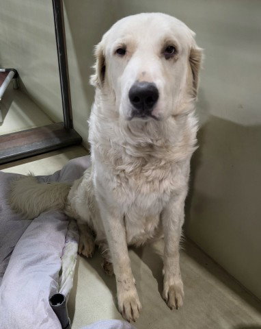 *MISTY RAIN, a dog for adoption from Kern Co Animal Control Dept - Bakersfield