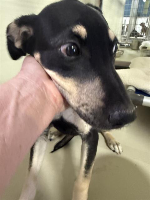 *PUP TART, a dog for adoption from Kern Co Animal Control Dept - Bakersfield