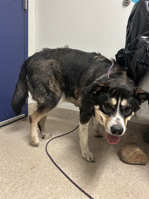 POKI, a dog for adoption from Kern Co Animal Control Dept - Bakersfield