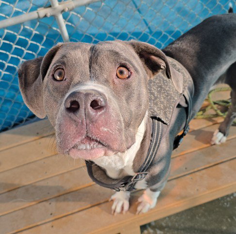 *SARAH, a dog for adoption from Kern Co Animal Control Dept - Bakersfield