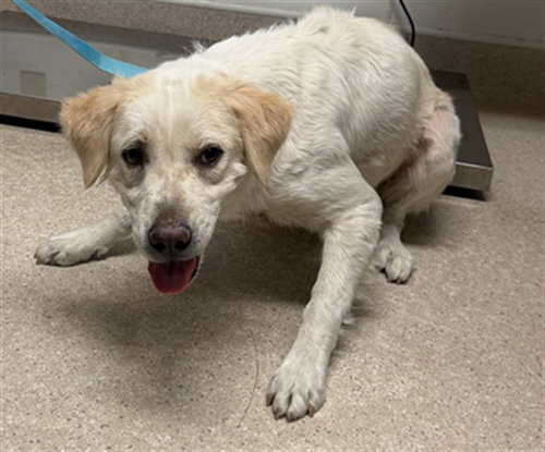*NAVY, a dog for adoption from Kern Co Animal Control Dept - Bakersfield