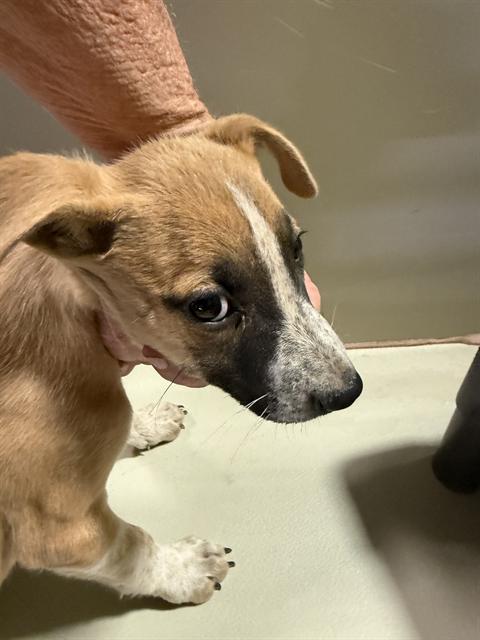 *GINGER, a dog for adoption from Kern Co Animal Control Dept - Bakersfield