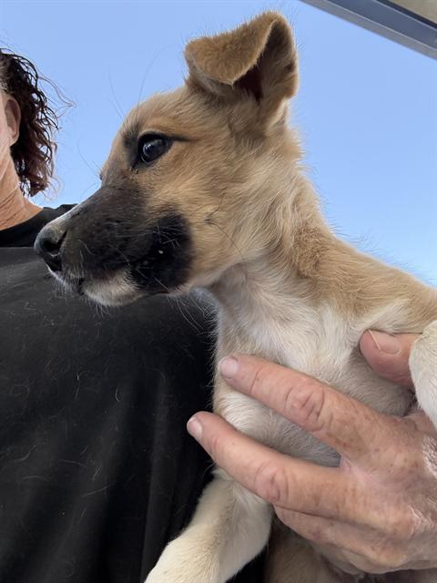 *WAFFLES, a dog for adoption from Kern Co Animal Control Dept - Bakersfield