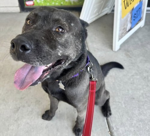 *REUBEN, a dog for adoption from Kern Co Animal Control Dept - Bakersfield