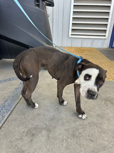 *POOKIE, a dog for adoption from Kern Co Animal Control Dept - Bakersfield
