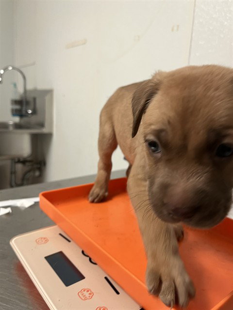 *GREEN BEAN, a dog for adoption from Kern Co Animal Control Dept - Bakersfield