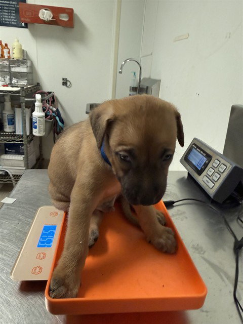 *BAKED BEAN, a dog for adoption from Kern Co Animal Control Dept - Bakersfield