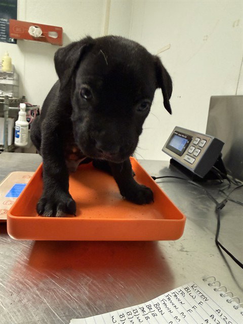 *MR. BEAN, a dog for adoption from Kern Co Animal Control Dept - Bakersfield