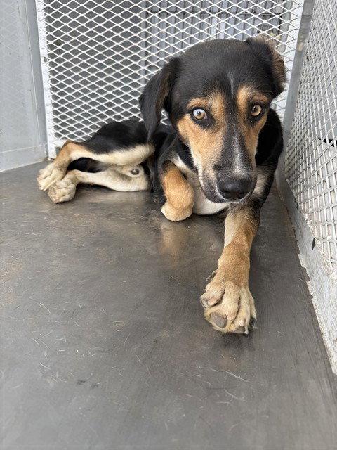 HENRY, a dog for adoption from Kern Co Animal Control Dept - Bakersfield