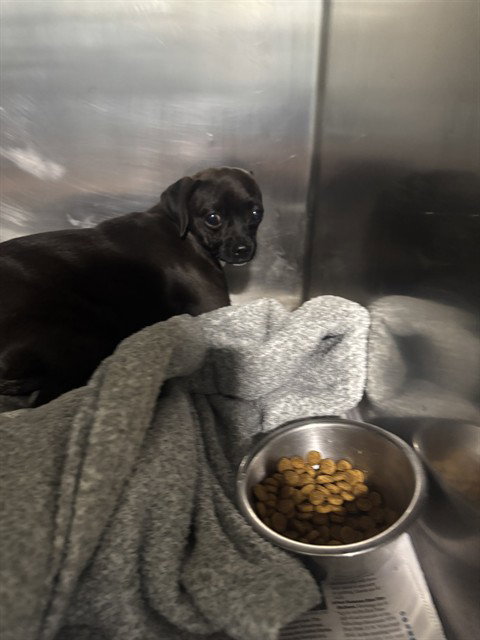 *FLUTTERSHY, a dog for adoption from Kern Co Animal Control Dept - Bakersfield