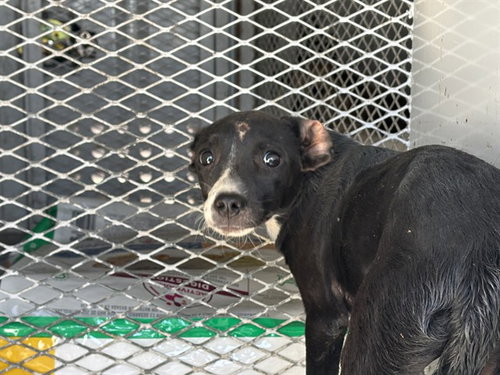 *KISSES, a dog for adoption from Kern Co Animal Control Dept - Bakersfield