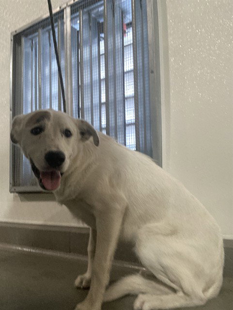 *SPOT, a dog for adoption from Kern Co Animal Control Dept - Bakersfield